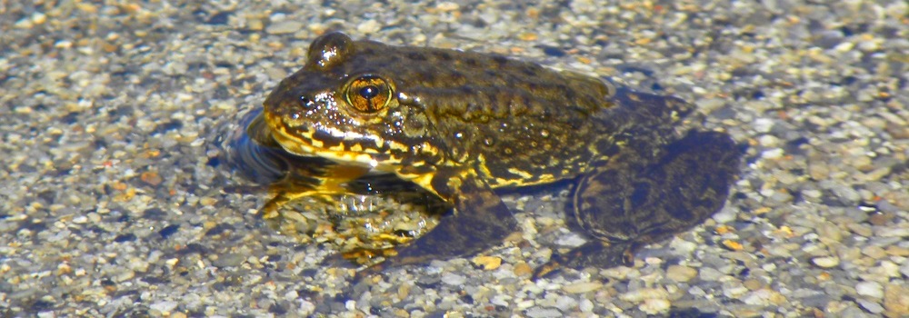 Mountain Yellow-legged Frog