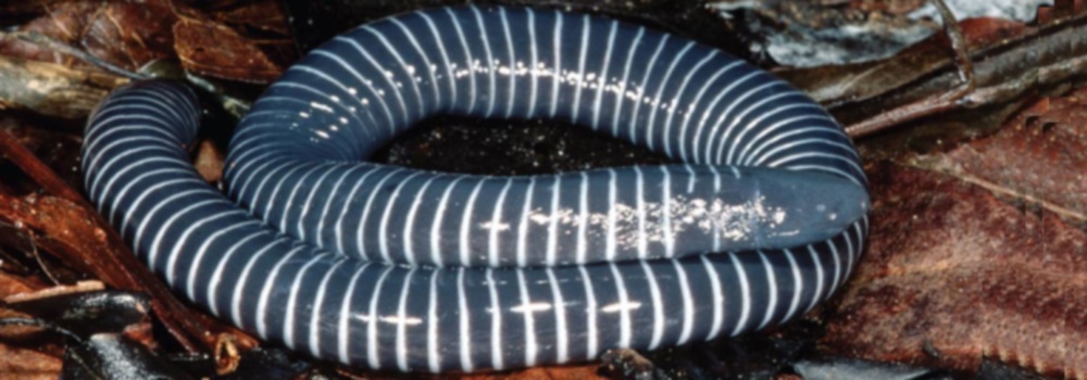 The AmphiibiansThe Gymnophiona