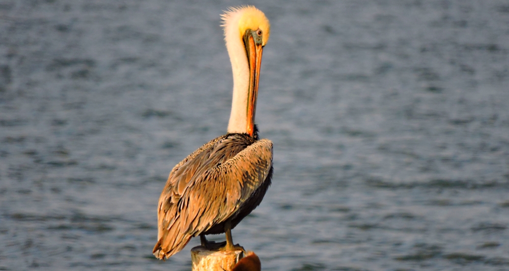 Inland Water Aerialist Birds2020 Journey: Brown Pelican