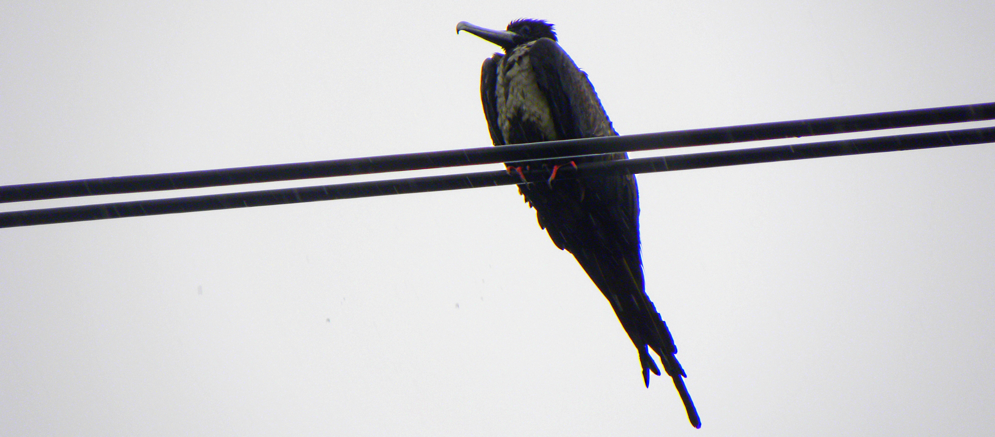 Inland Water Aerialist BirdsThe Magnificent Frigatebird