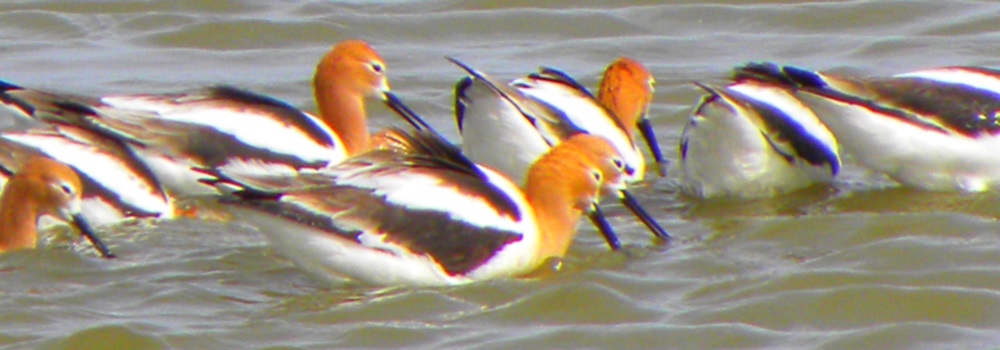 Inland Water Shore BirdsThe American Avocet