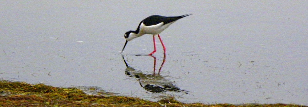 Inland Water Shore BirdsThe Black-necked Stilt