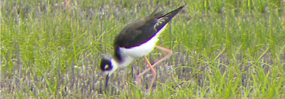 Inland Water Shore BirdsThe Black-necked Stilt