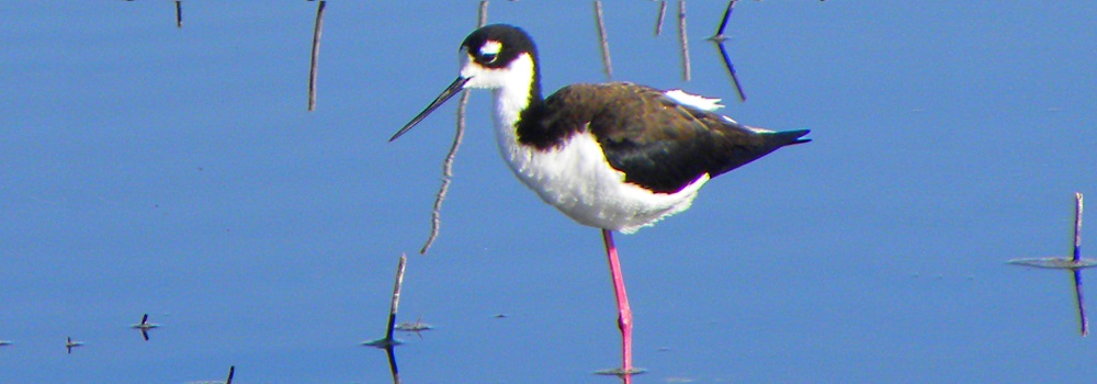 Inland Water Shore BirdsThe Black-necked Stilt