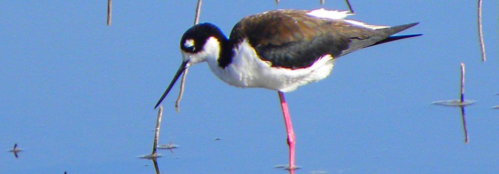 Inland Water Shore BirdsThe Black-necked Stilt