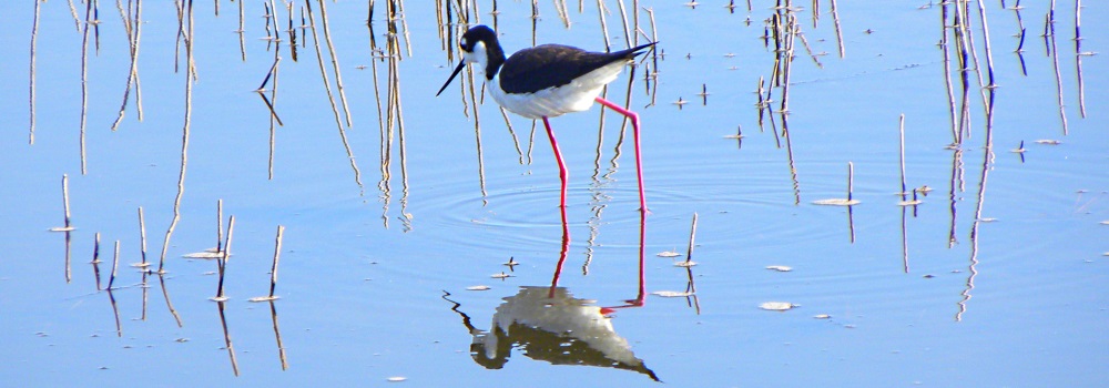 Inland Water Shore BirdsThe Black-necked Stilt