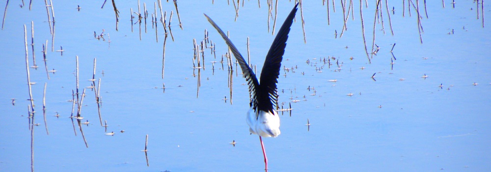 Inland Water Shore BirdsThe Black-necked Stilt
