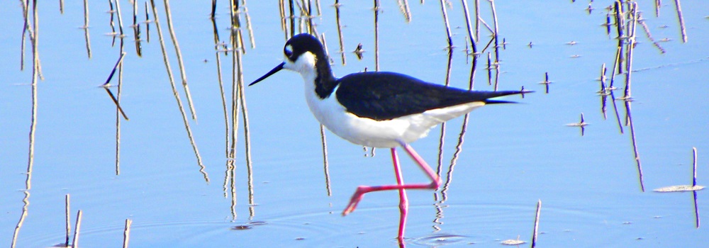 Inland Water Shore BirdsThe Black-necked Stilt