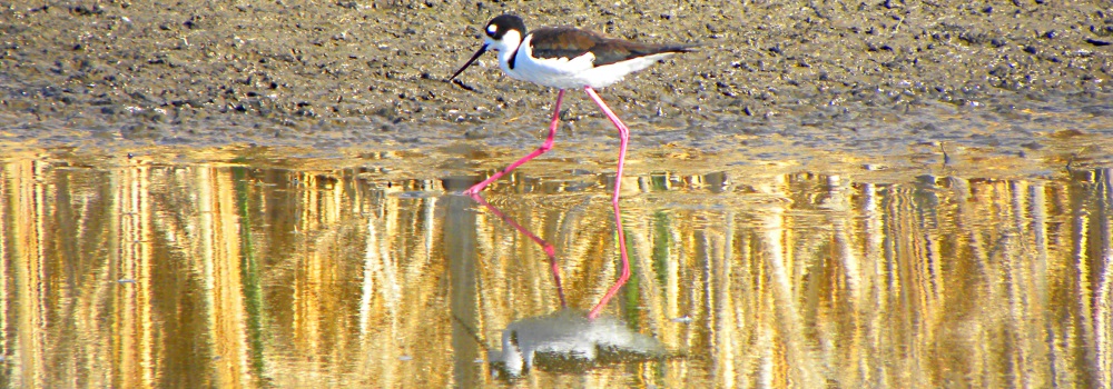 Inland Water Shore BirdsThe Black-necked Stilt