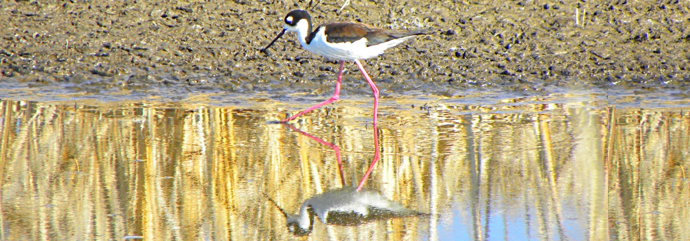 Inland Water Shore BirdsThe Black-necked Stilt