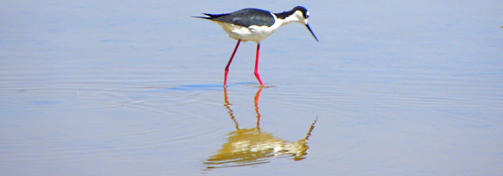 Inland Water Shore BirdsThe Black-necked Stilt