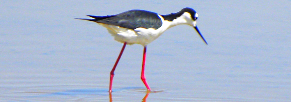 Inland Water Shore BirdsThe Black-necked Stilt