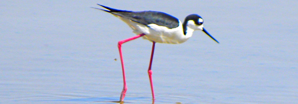 Inland Water Shore BirdsThe Black-necked Stilt