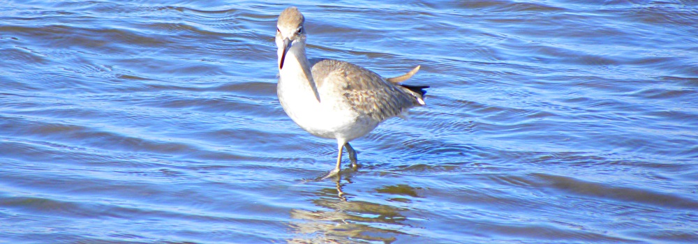 Inland Water BirdsThe Shorebirds