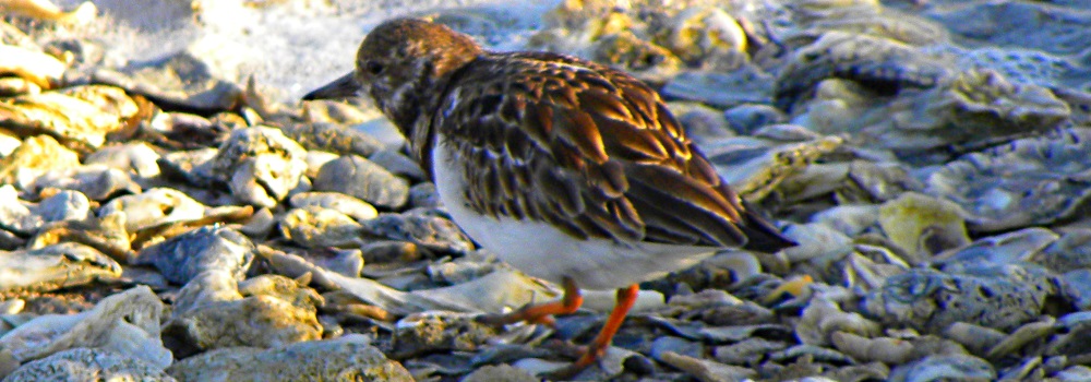 Inland Water Shore BirdsThe Ruddy Turnstone
