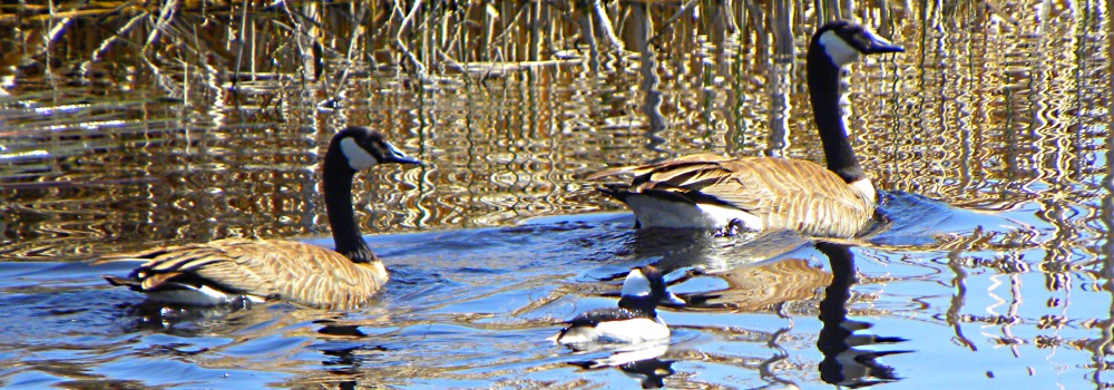 Inland Water Swimming BirdsCanada Goose