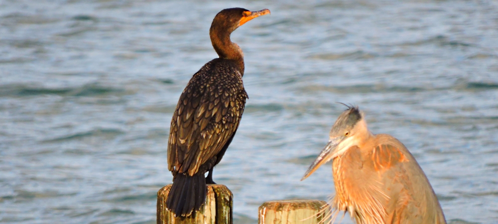 Inland Water Swimming BirdsDouble-crested Cormorant
