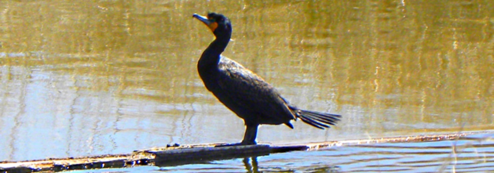 Inland Water Swimming BirdsDouble-crested Cormorant