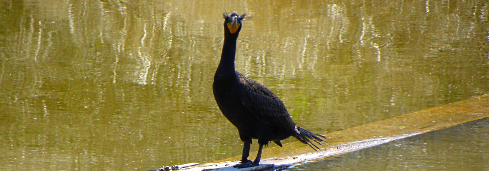 Inland Water Swimming BirdsDouble-crested Cormorant