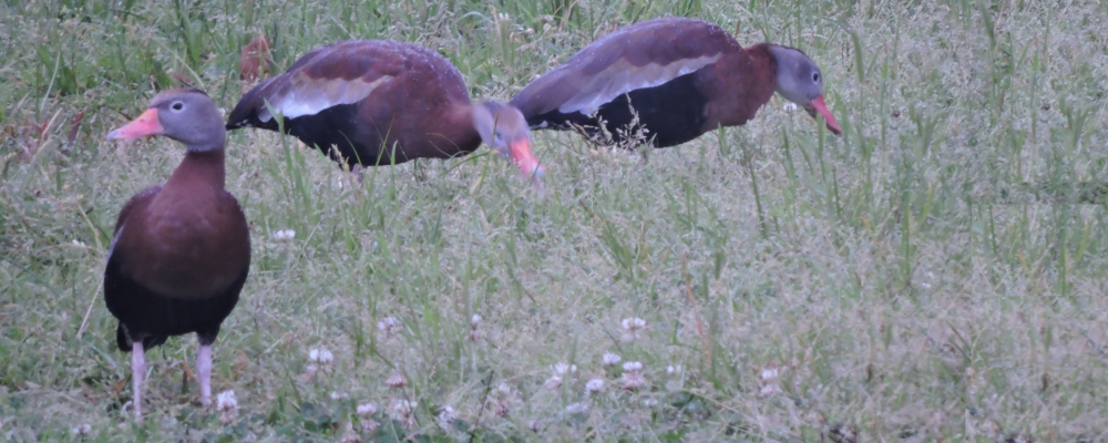 Inland Water Swimming BirdsBlack-bellied Whistling Duck
