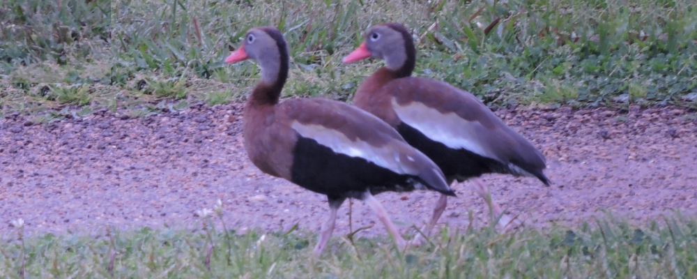 Inland Water Swimming BirdsBlack-bellied Whistling Duck