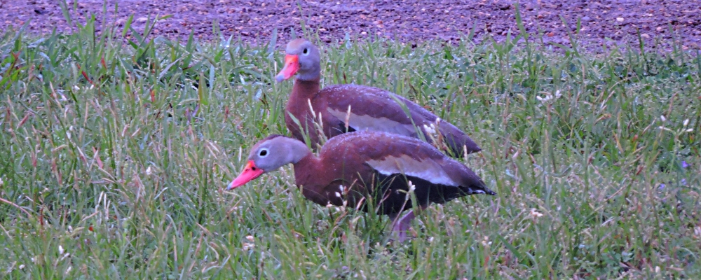 Inland Water Swimming BirdsBlack-bellied Whistling Duck