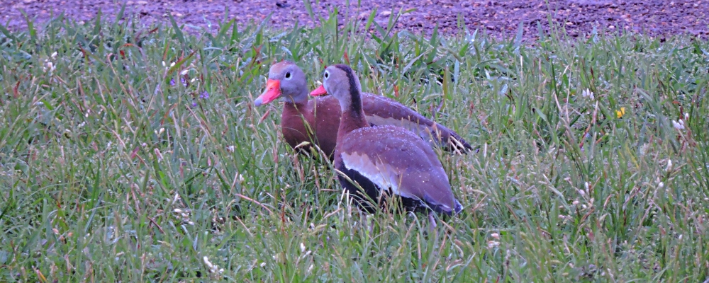 Inland Water Swimming BirdsBlack-bellied Whistling Duck