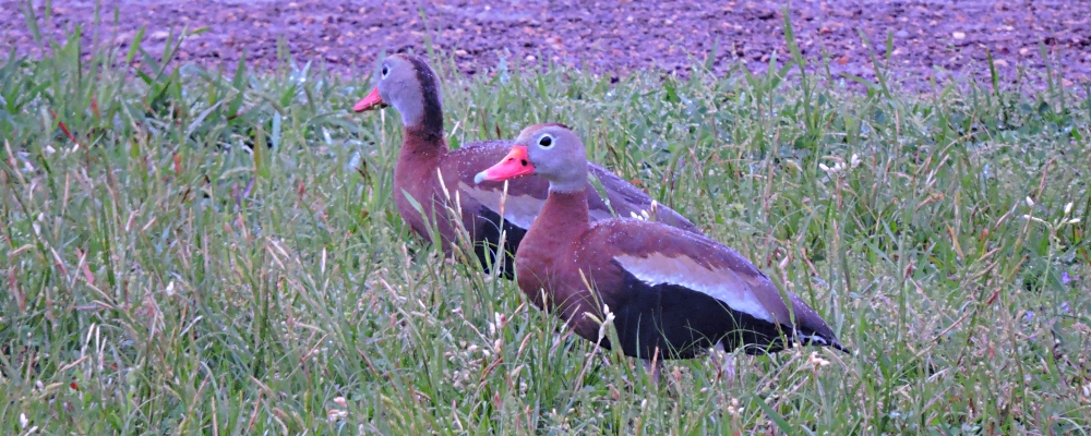 Inland Water Swimming BirdsBlack-bellied Whistling Duck