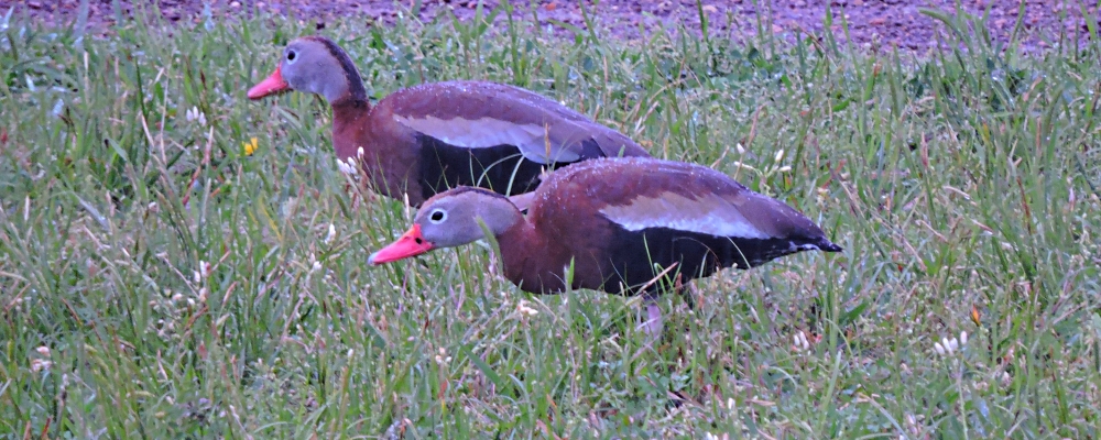 Inland Water Swimming BirdsBlack-bellied Whistling Duck