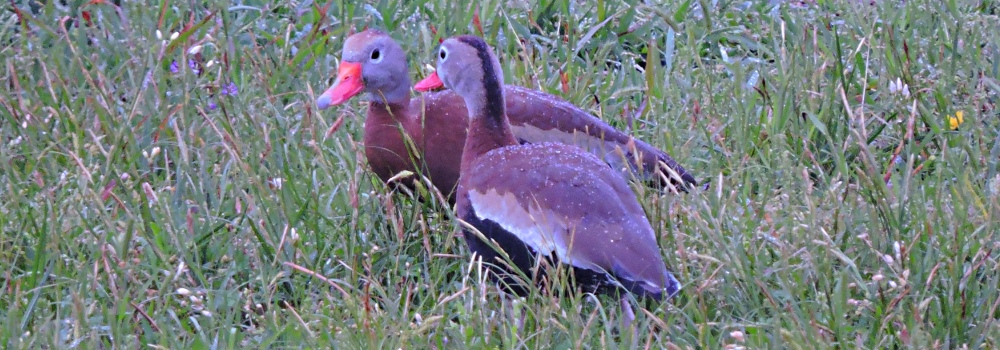 The Birding atBrazos Bend State Park