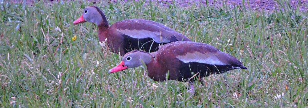 Inland Water Swimming BirdsBlack-bellied Whistling Duck