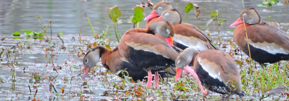 Inland Water Swimming BirdsBlack-bellied Whistling Duck