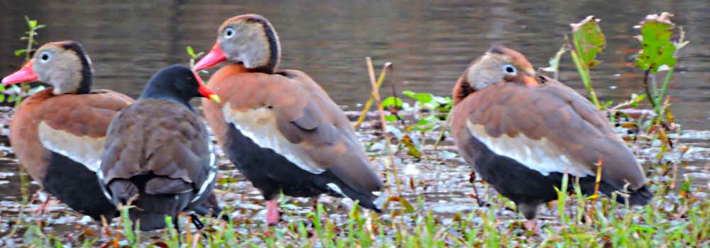 Inland Water Swimming BirdsBlack-bellied Whistling Duck