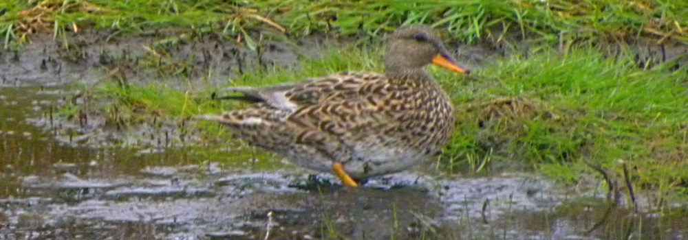 Inland Water Swimming BirdsGadwall