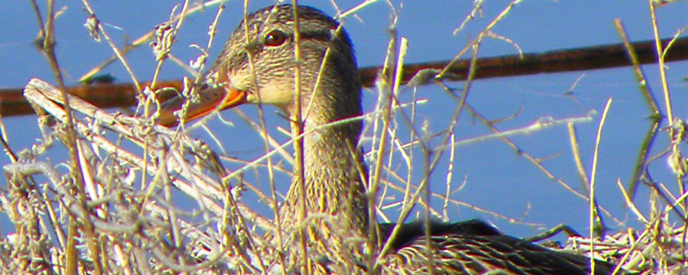 Inland Water Swimming BirdsGadwall
