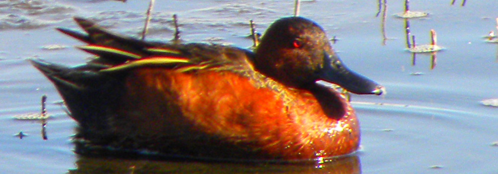 Inland Water Swimming BirdsCinnamon Teal