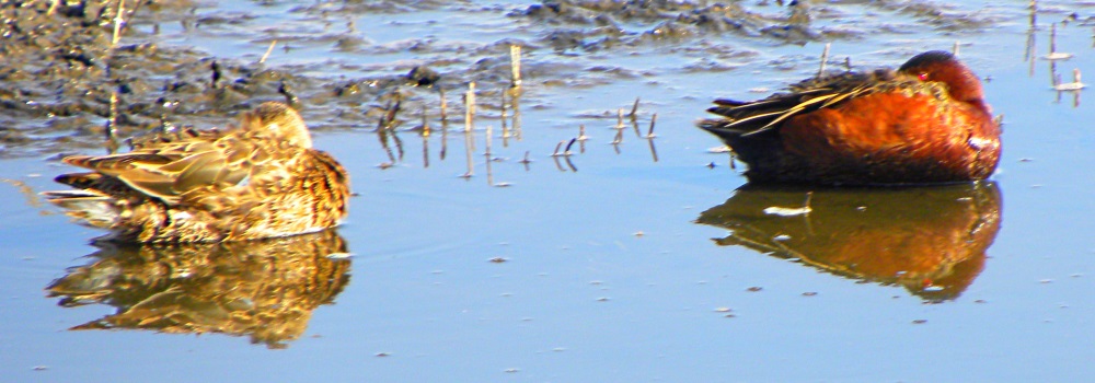 Inland Water Swimming BirdsCinnamon Teal