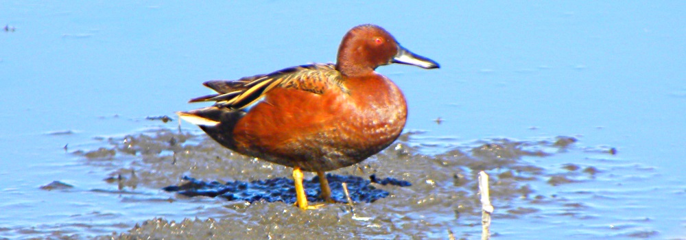 Inland Water Swimming BirdsCinnamon Teal