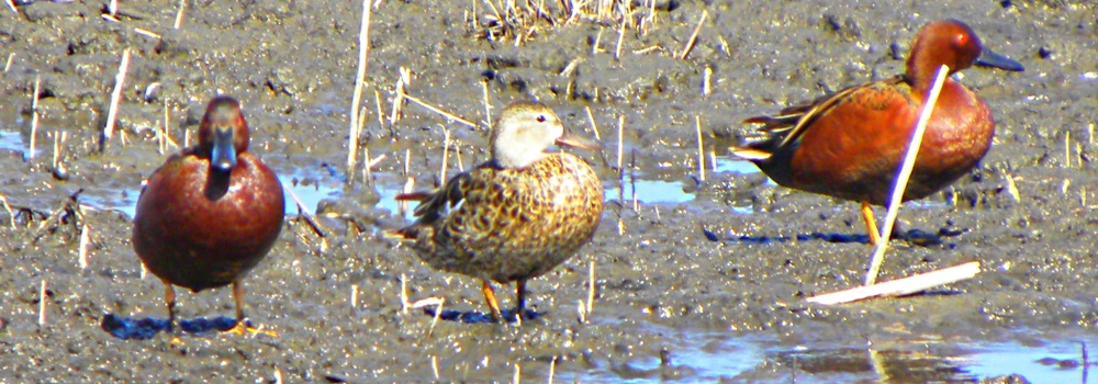 Inland Water Swimming BirdsCinnamon Teal