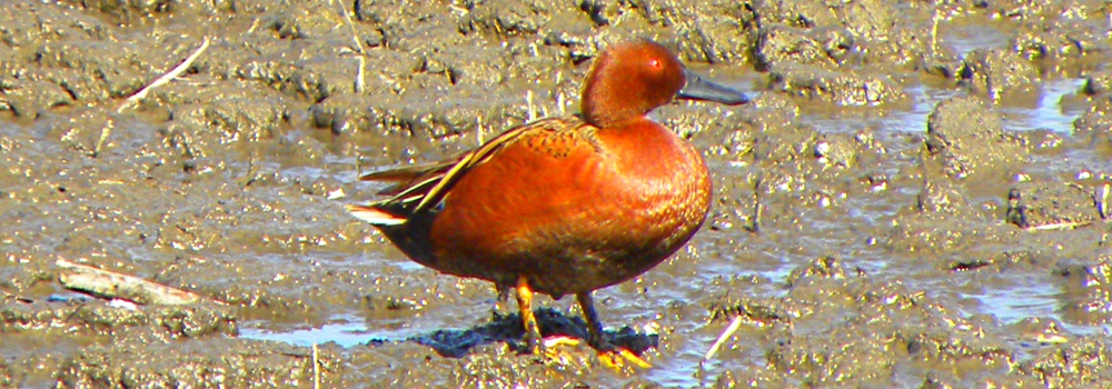 Inland Water Swimming BirdsCinnamon Teal