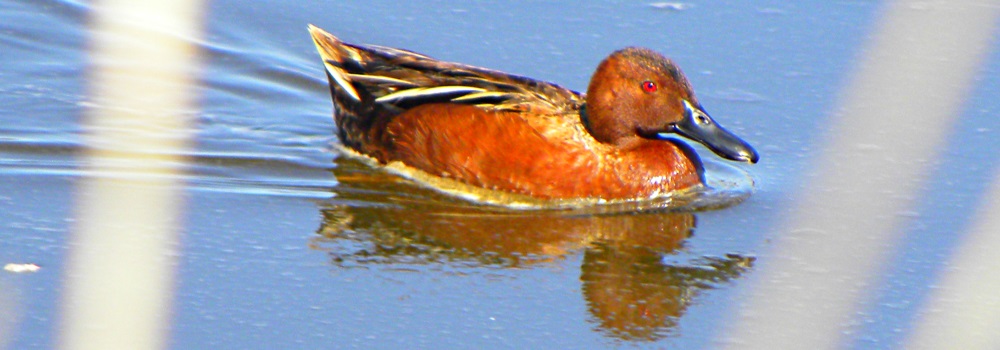 Inland Water Swimming BirdsCinnamon Teal