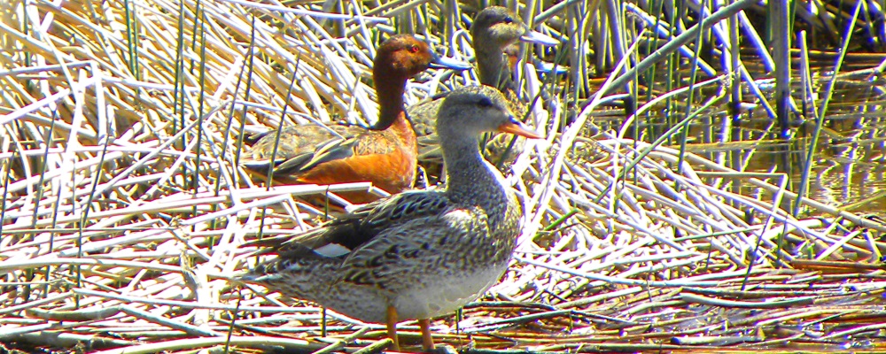 Inland Water Swimming BirdsCinnamon Teal