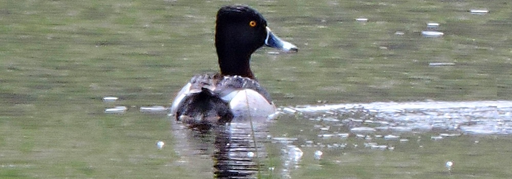Inland Water Swimming BirdsRing-necked Duck