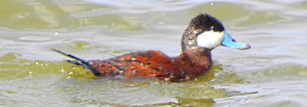 Inland Water Swimming BirdsRuddy Duck