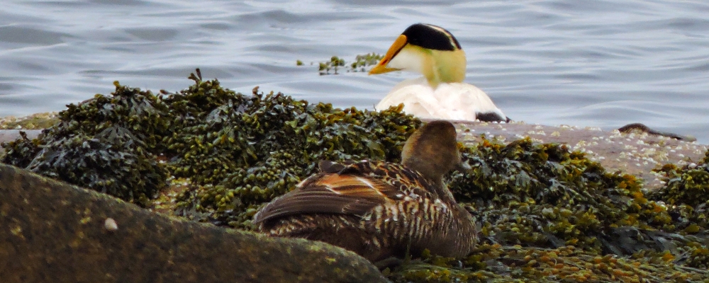 Inland Water Swimming BirdsCommon Elder