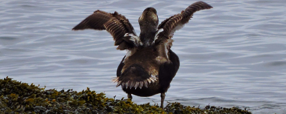 Inland Water Swimming BirdsCommon Elder