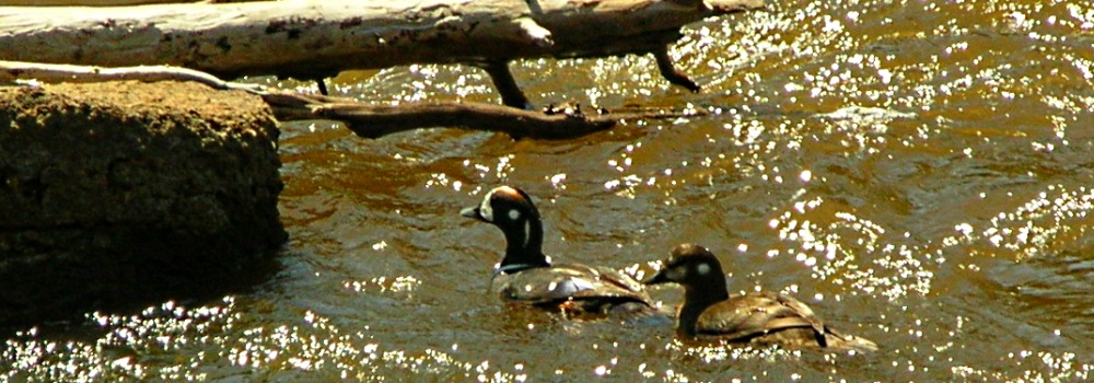 Inland Water Swimming BirdsHarlequin Duck