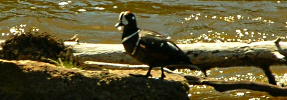Inland Water Swimming BirdsHarlequin Duck