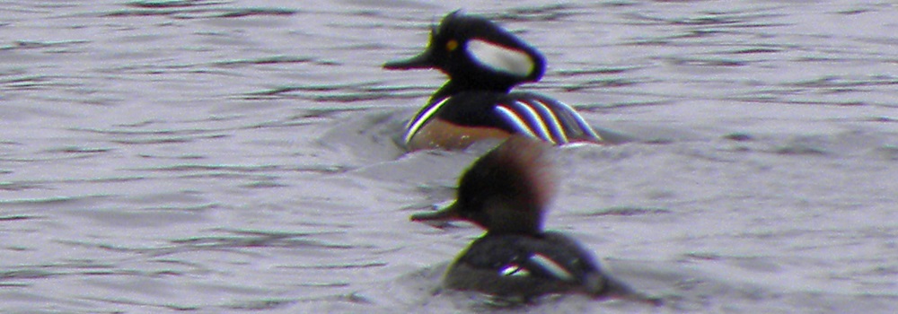Birch Bay State ParkHooded Merganzer