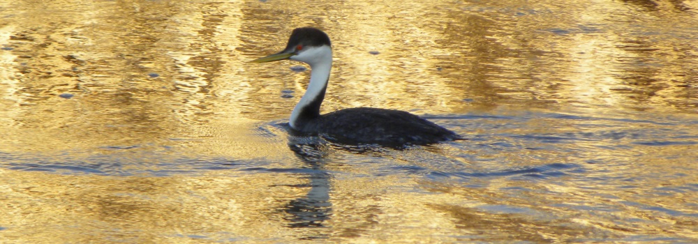 Inland Water Swimming BirdsWestern Grebe